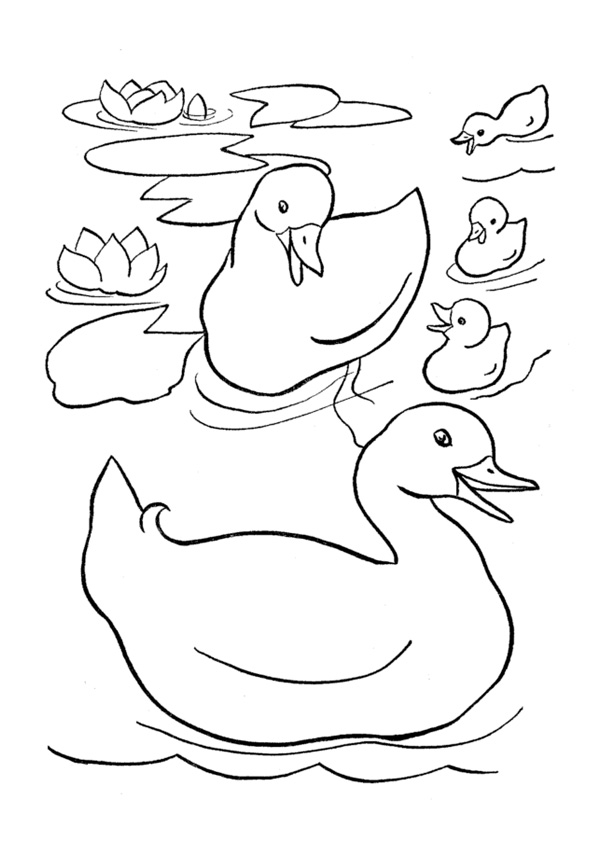 Coloring pages free printable duck coloring pages kids