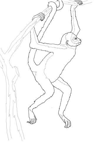 Hanging spider monkey coloring page free printable coloring pages