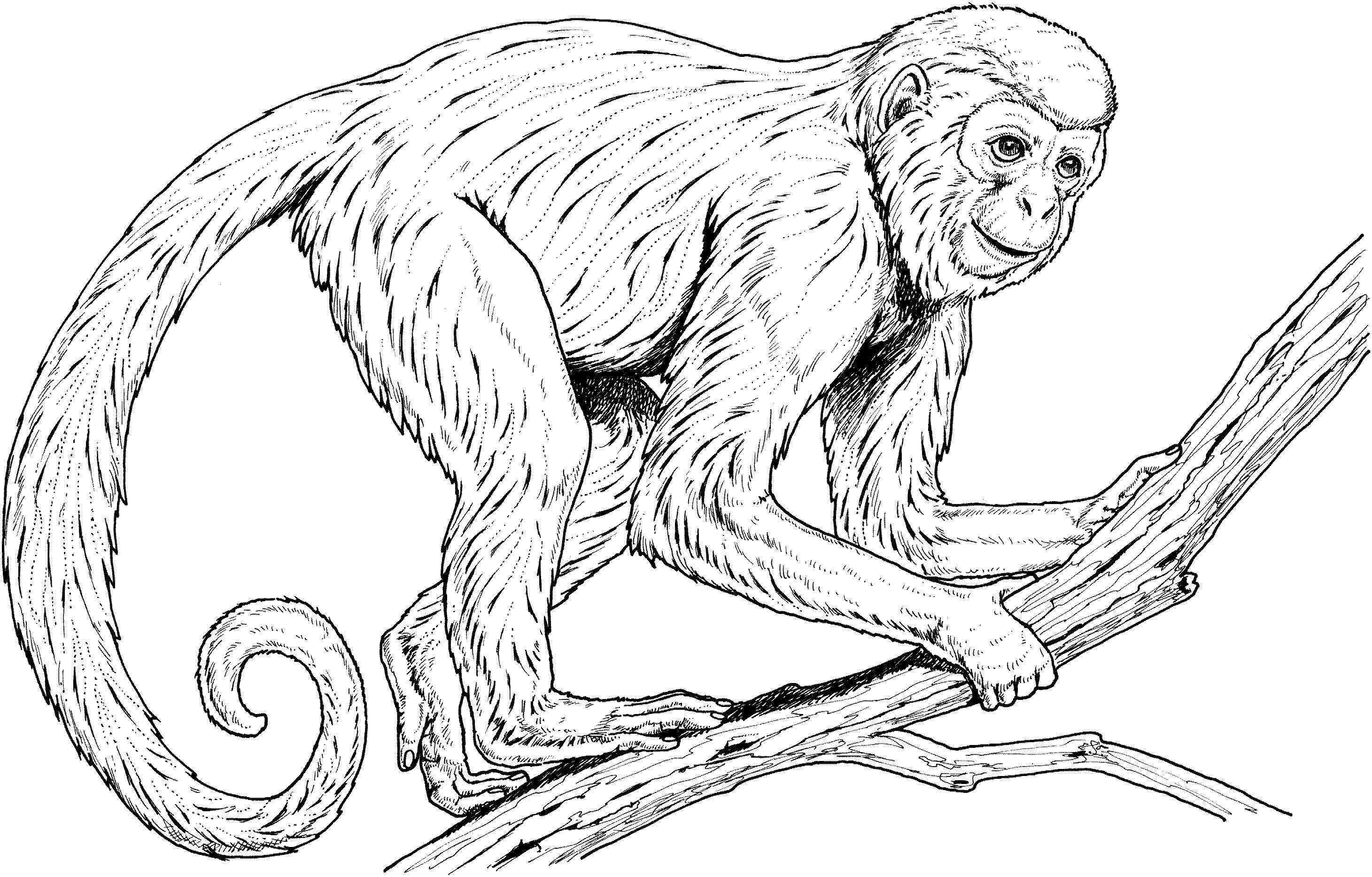 Monkey coloring pages monkey coloring pages animal coloring pages owl coloring pages