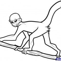 Spider monkey coloring pages animal related hanging pictures monkey coloring pages spider monkey animal coloring pages