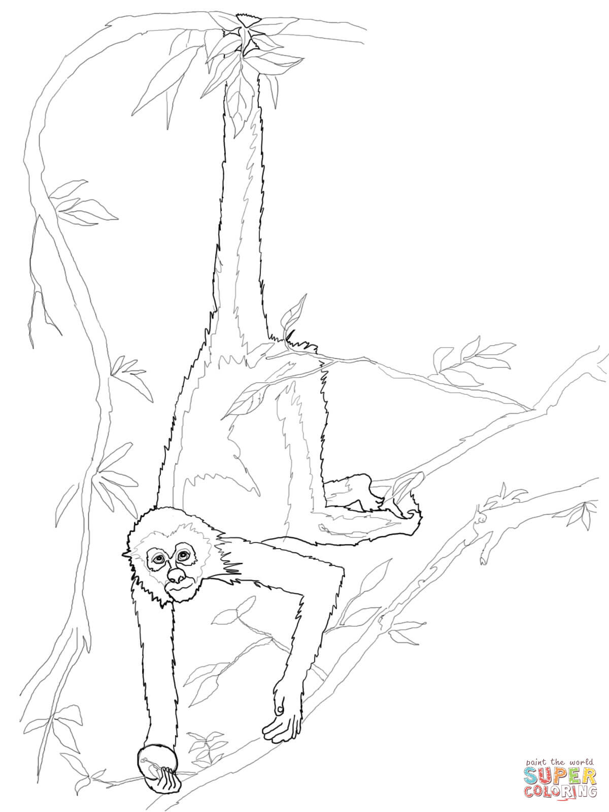 Spider monkey coloring page free printable coloring pages