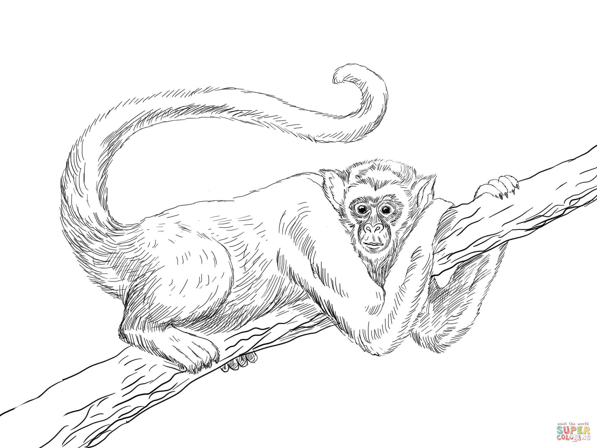 Muriqui or wooly spider monkey coloring page free printable coloring pages