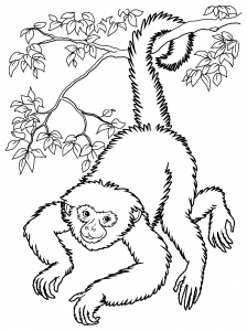 Monkey coloring pages for kids