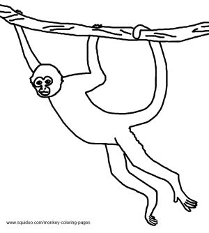 Monkey pictures and coloring pages monkey coloring pages coloring pages monkey pictures