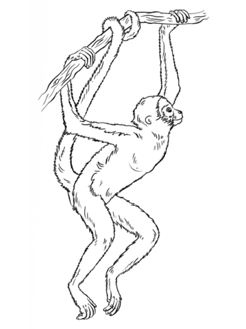 Spider monkeys coloring pages free coloring pages