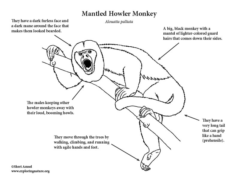 Monkey mantled howler coloring page