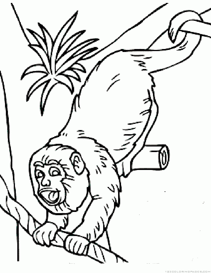 Monkey coloring pages