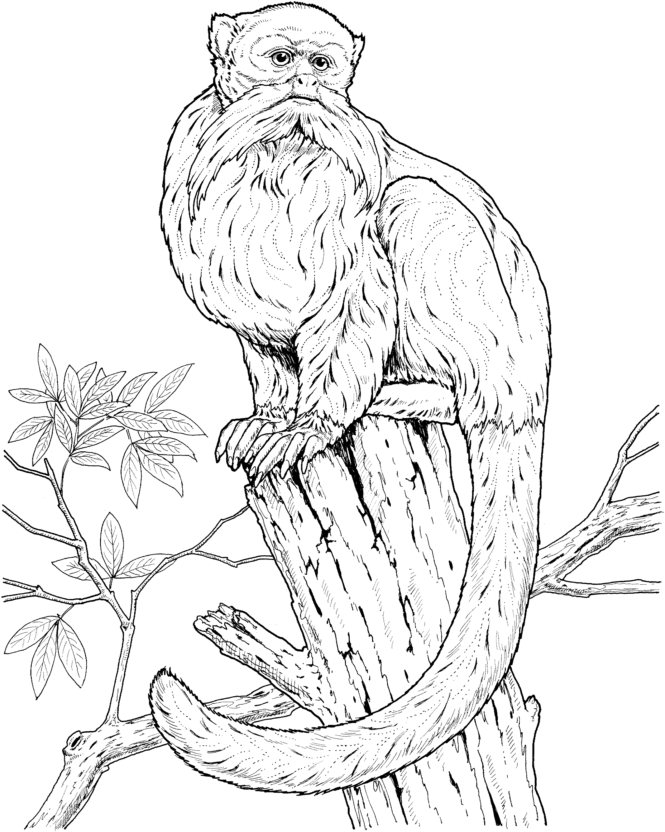 Free monkey coloring pages