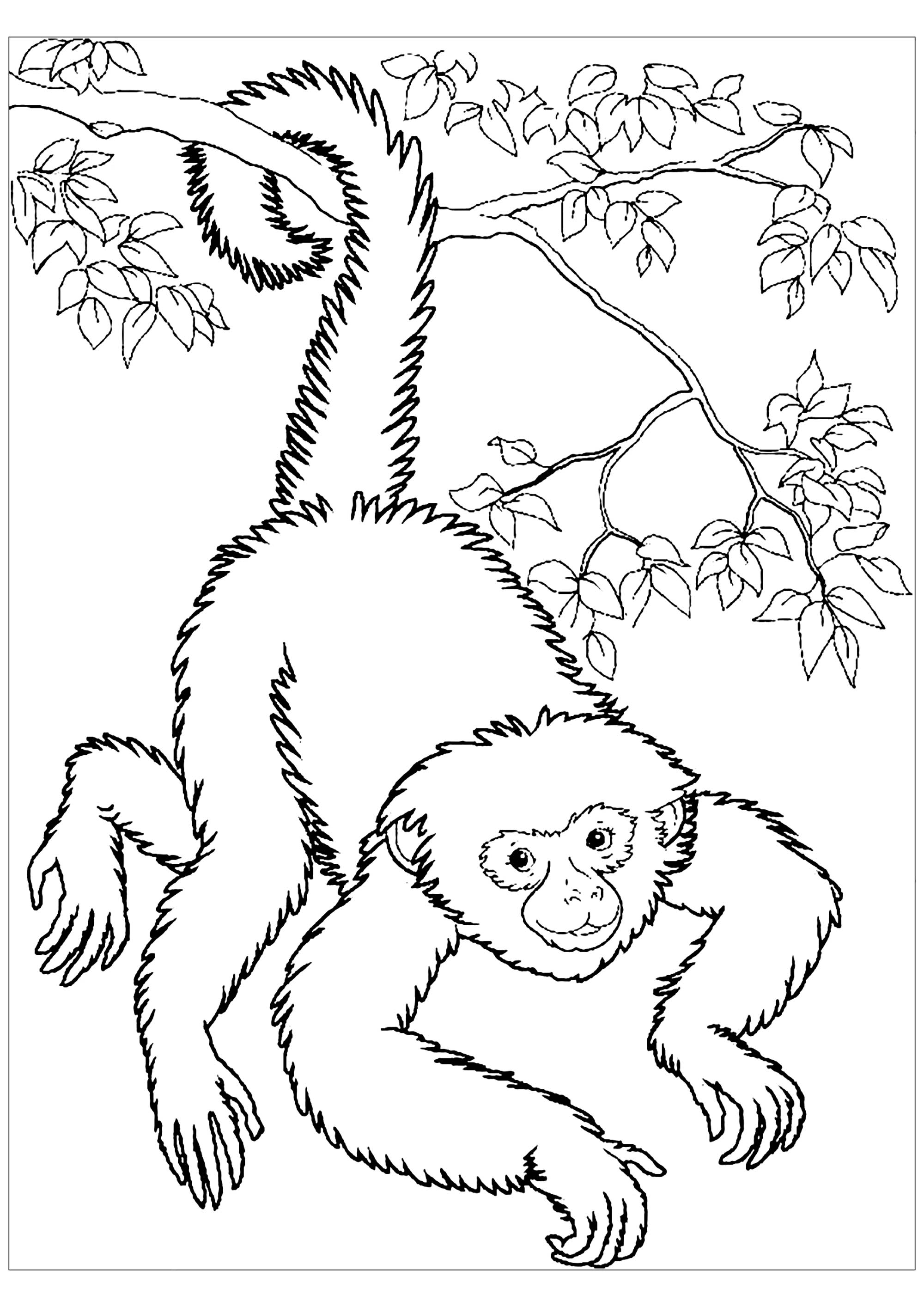 Free monkey coloring pages