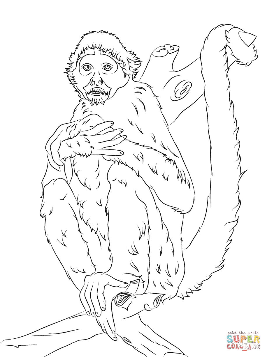 Black headed spider monkey coloring page free printable coloring pages