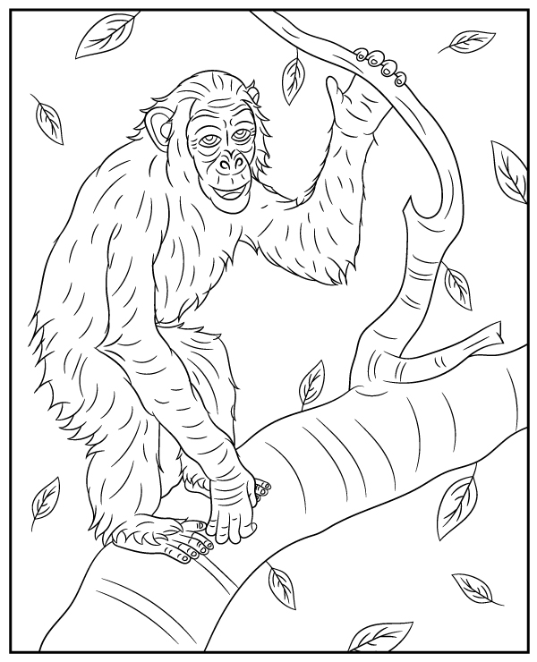 Monkey chimpanzee coloring page sheet