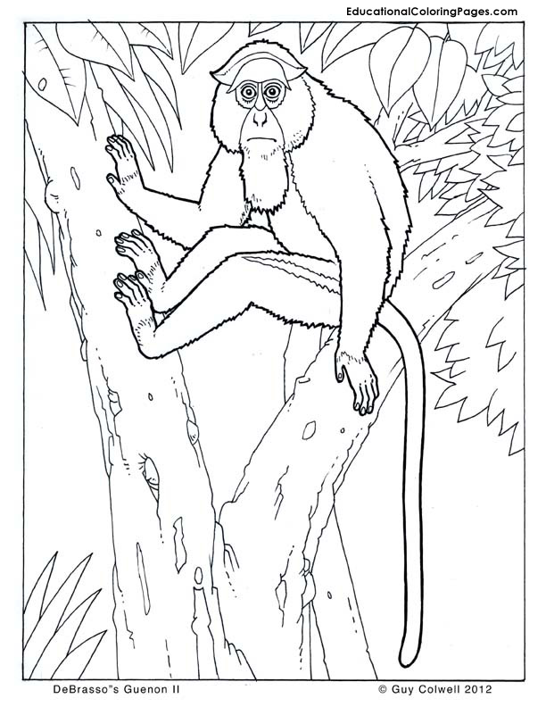 Primates coloring pages