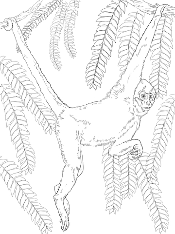 Black handed spider monkey coloring page free printable coloring pages