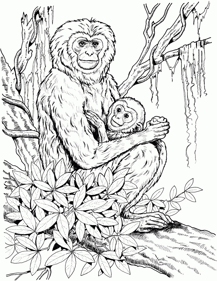 Get this monkey coloring pages detailed and realistic for adults