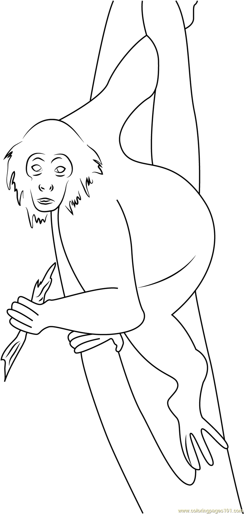 Panama spider monkey costa rica coloring page for kids