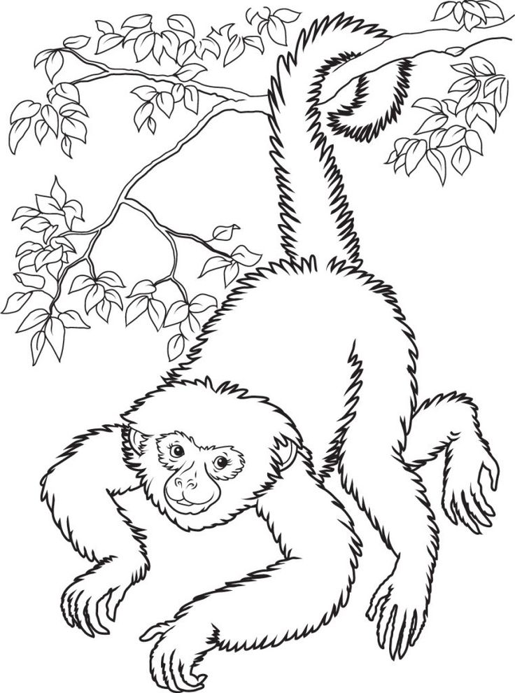 Free printable monkey coloring pages for kids monkey coloring pages animal coloring pages coloring pages to print