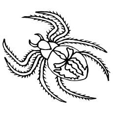 Top free printable spider coloring pages online