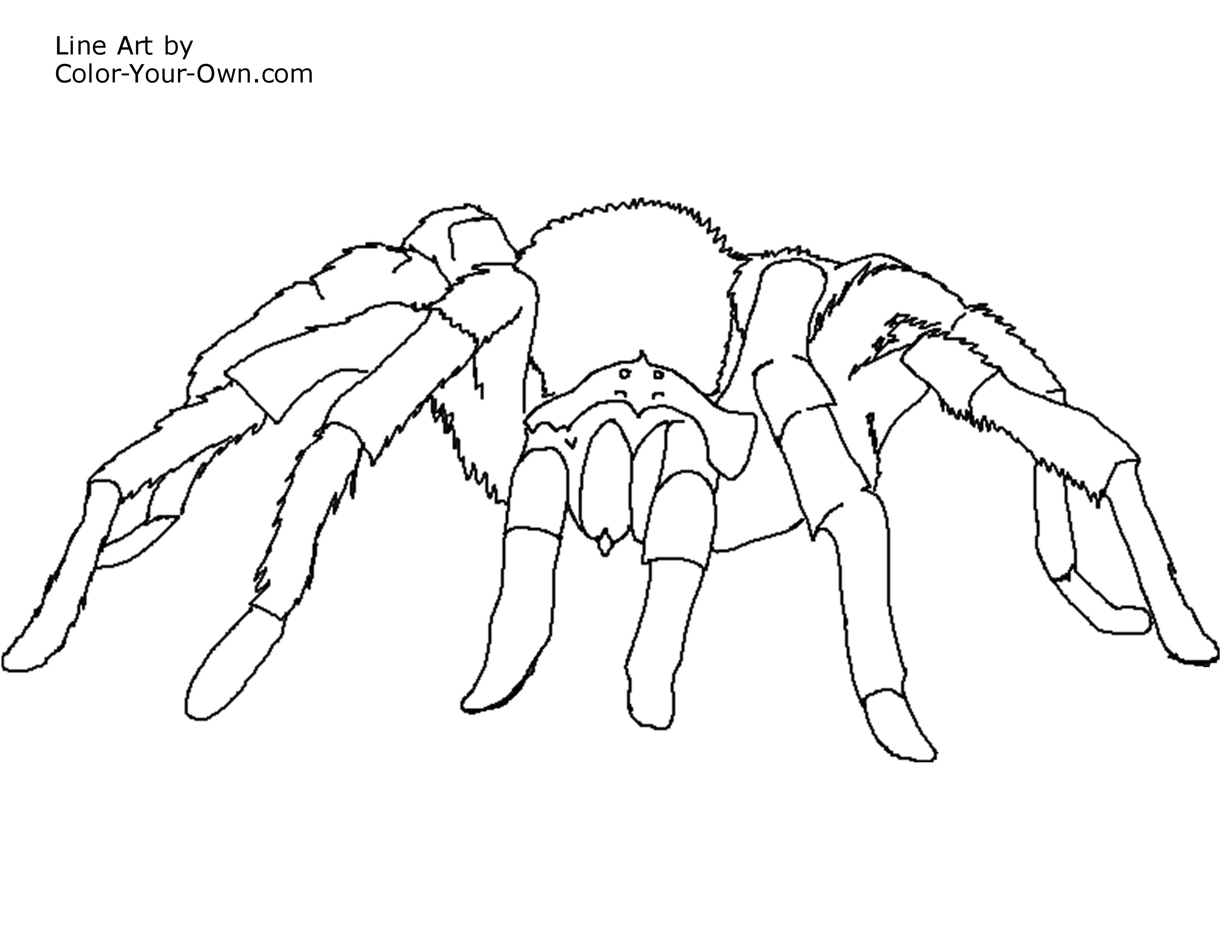 Tarantula spider coloring page