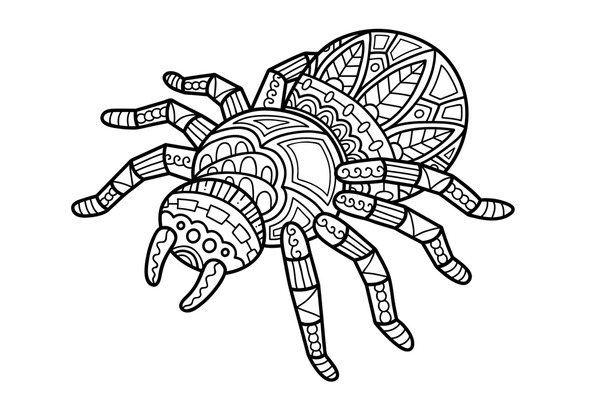 Adult coloring page spider images stock photos d objects vectors