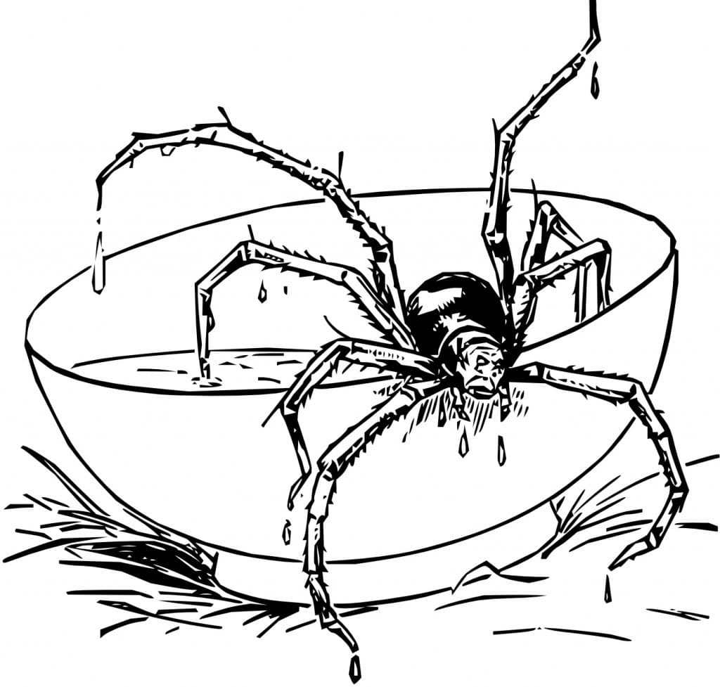 Spider coloring pages