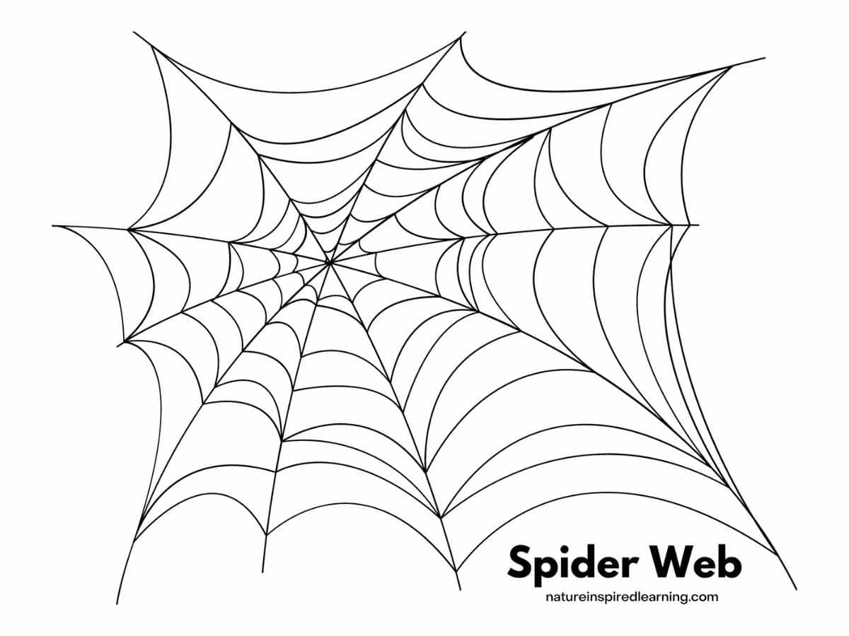 Spider web coloring pages