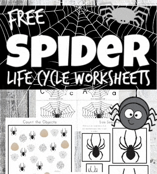 Ð free printable life cycle of a spider worksheets for kids