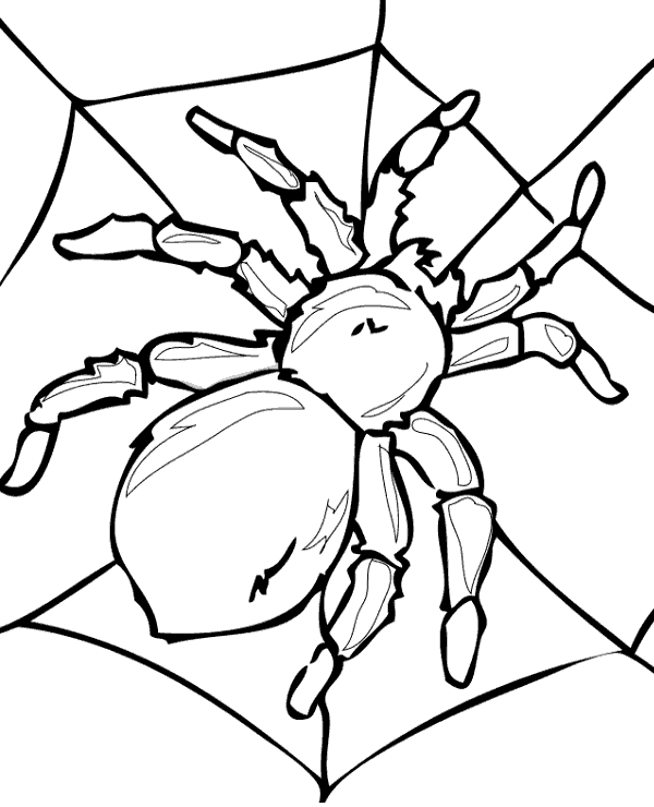 Huge spider coloring page to print