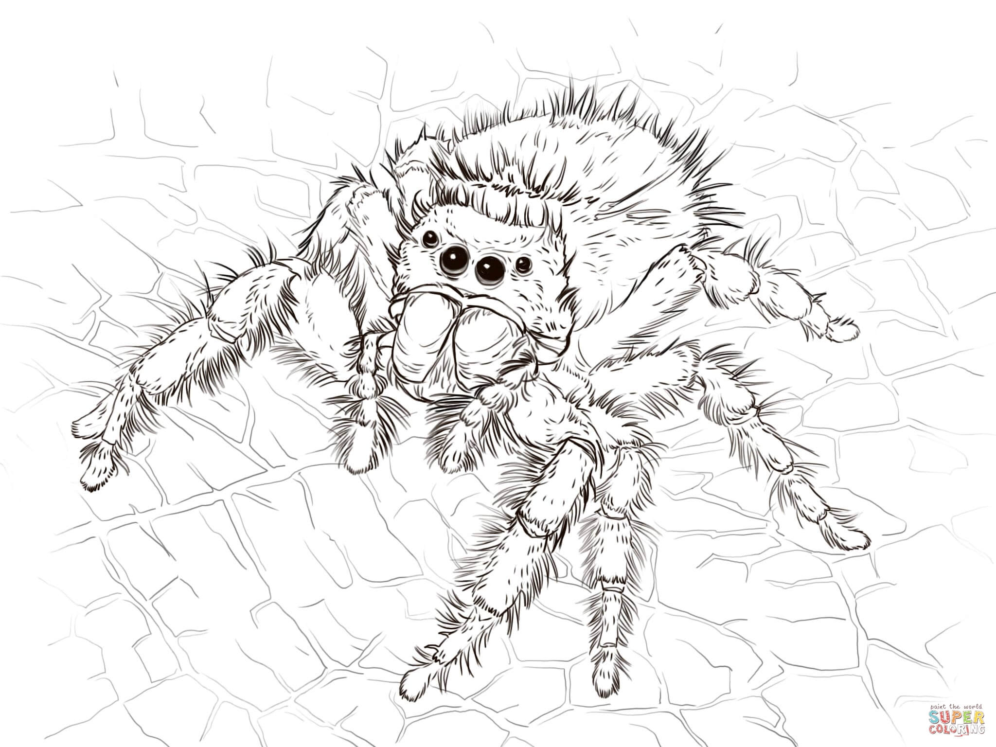 Daring jumping spider coloring page free printable coloring pages