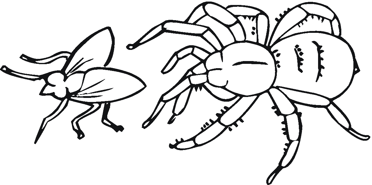 Free printable spider coloring pages for kids