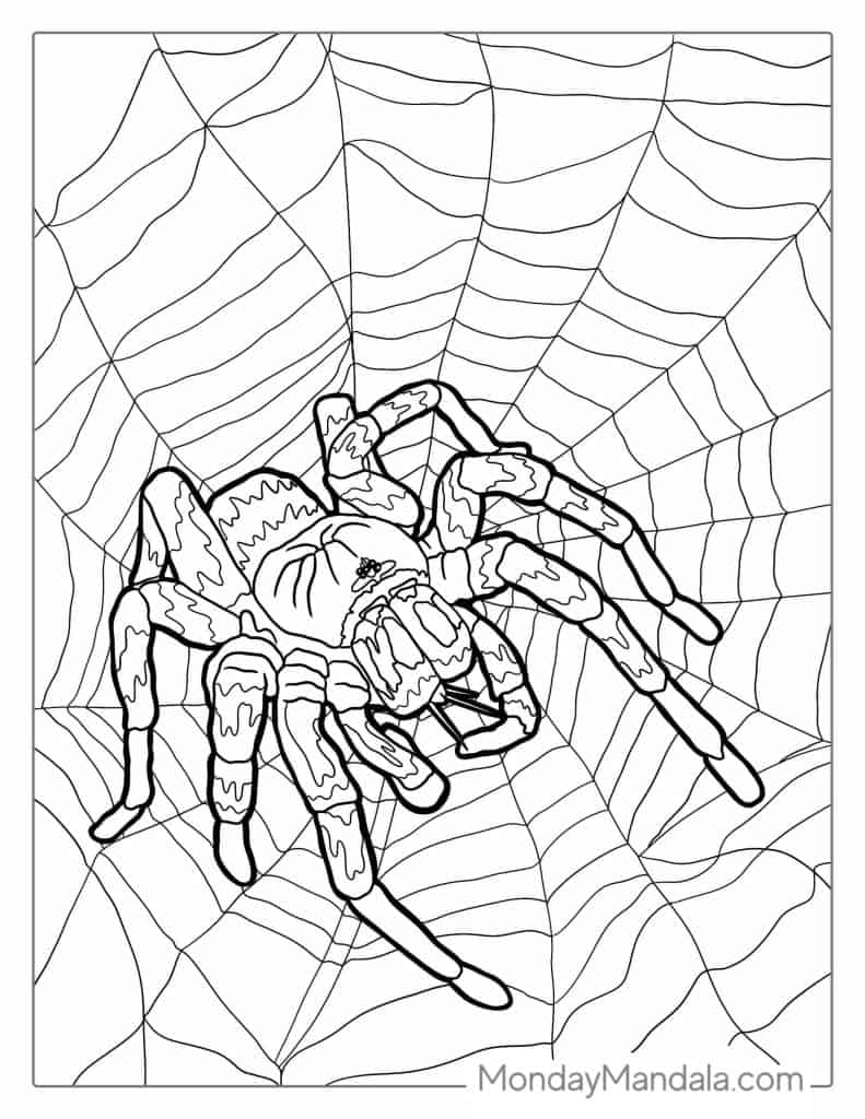 Spider coloring pages free pdf printables