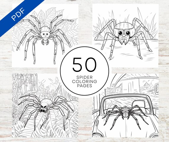 Kdp interior spider coloring pages x printable pdf canva template spider coloring sheets mercial use coloring book