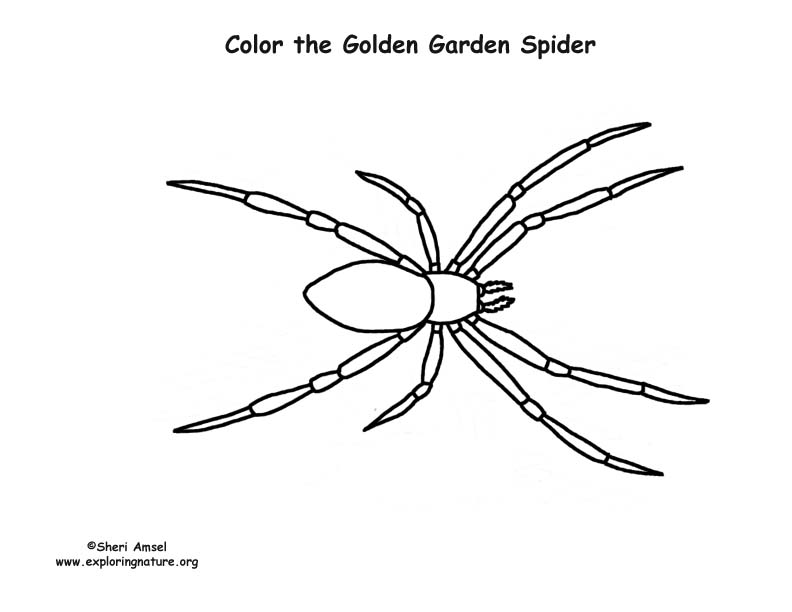 Spider golden garden coloring page