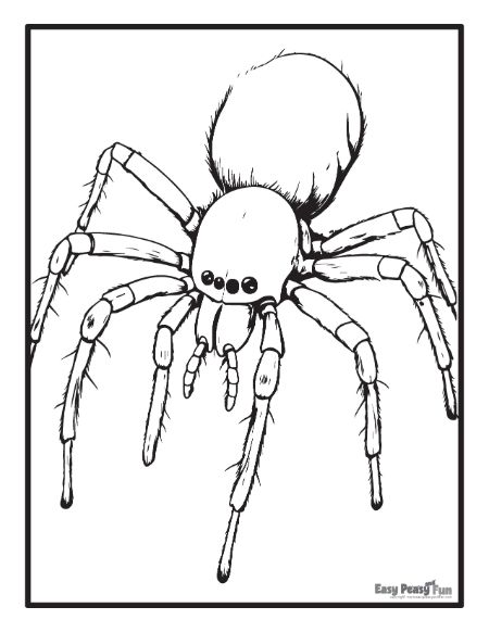 Printable spider coloring pages â sheets