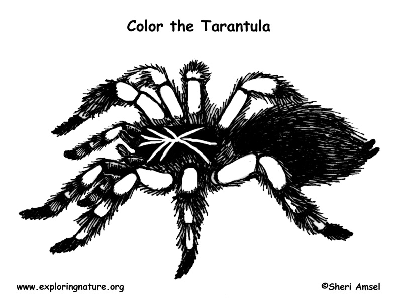 Spider tarantula coloring page