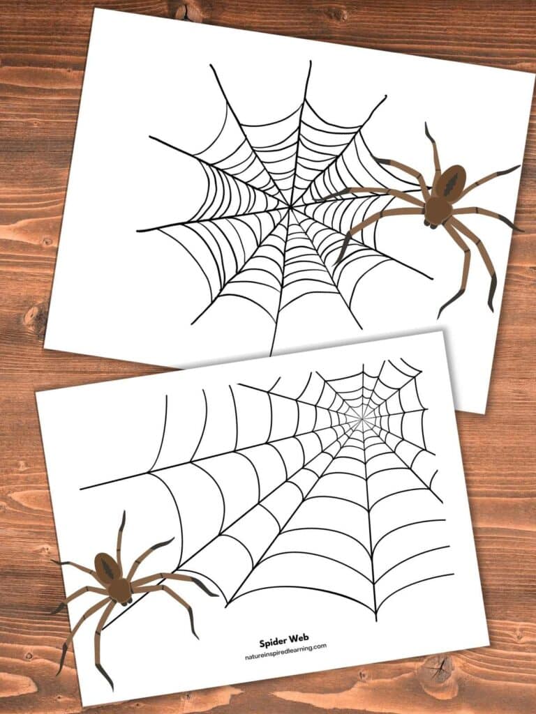 Spider web coloring pages