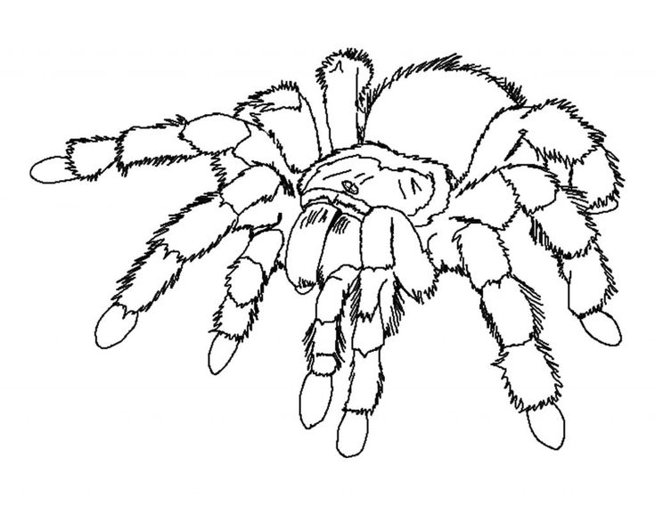 Free printable spider coloring pages for kids spider coloring page bug coloring pages insect coloring pages