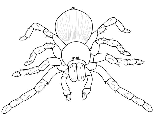 Spider shape