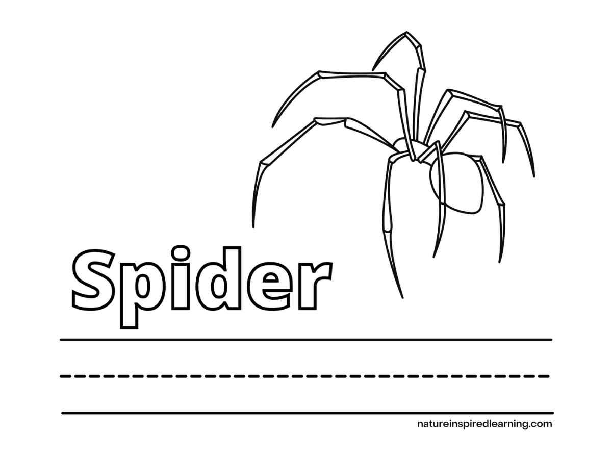 Spider coloring pages