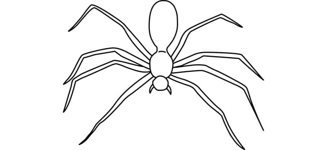 Spider shape