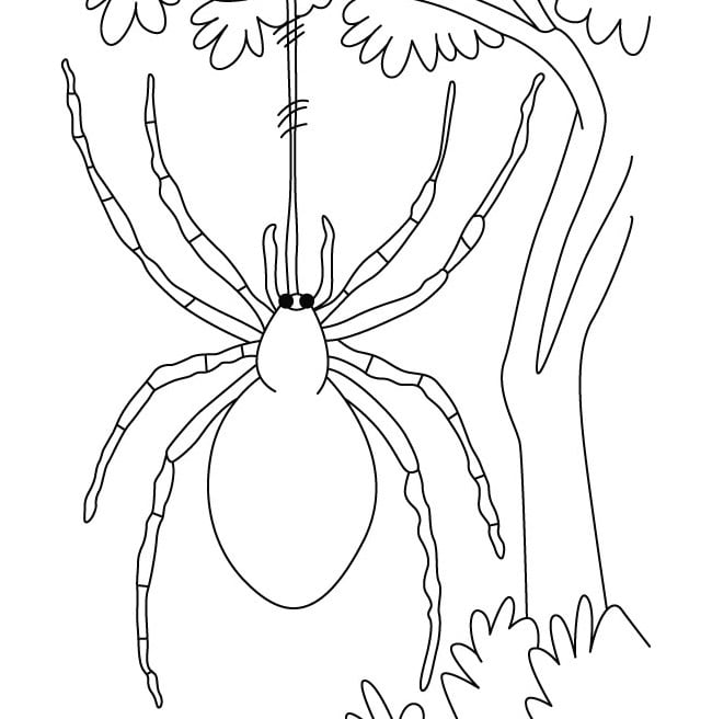 Spider shape