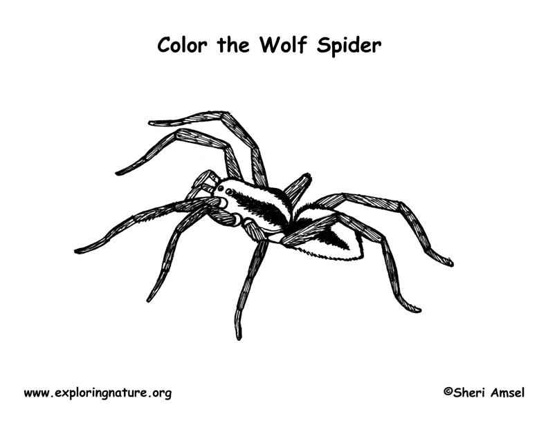 Spider wolf coloring page
