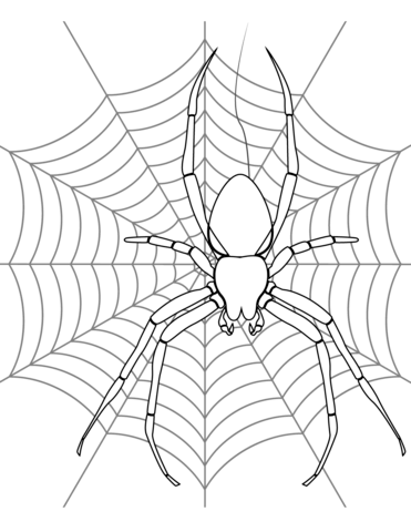 Spider on its web coloring page free printable coloring pages