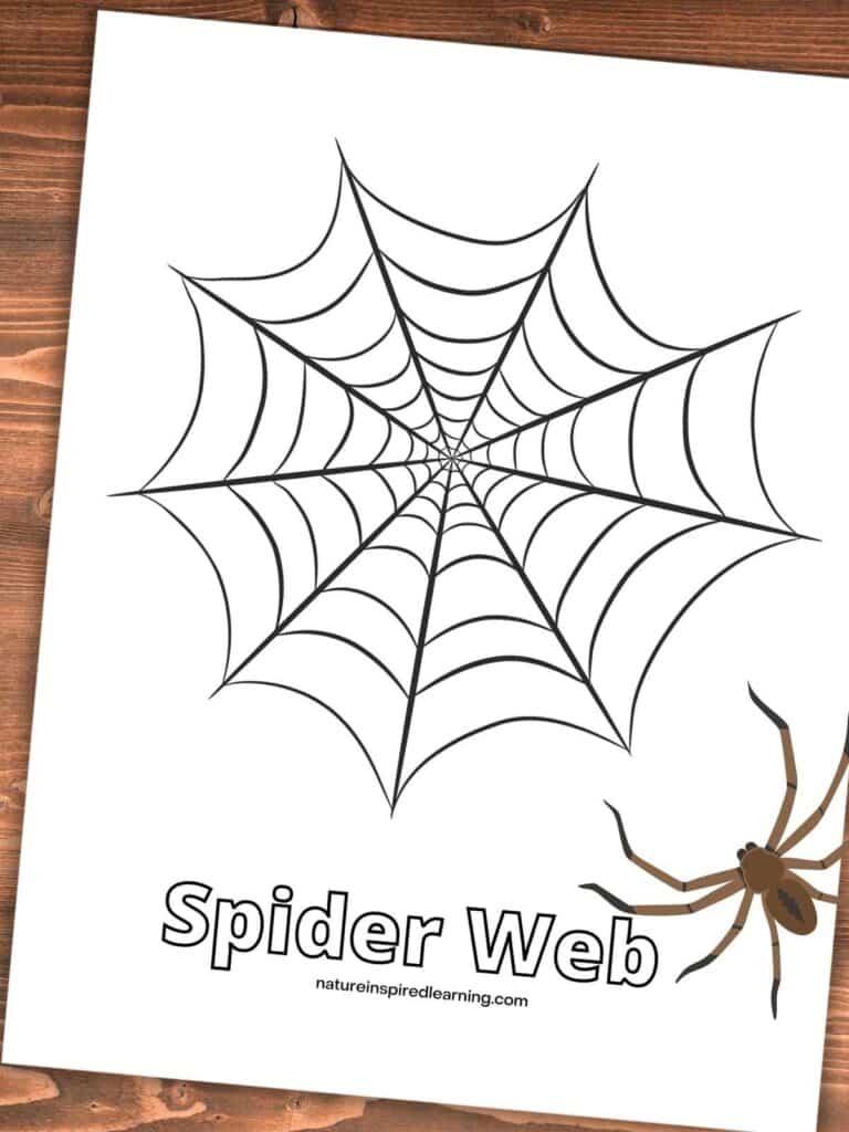 Spider web coloring pages