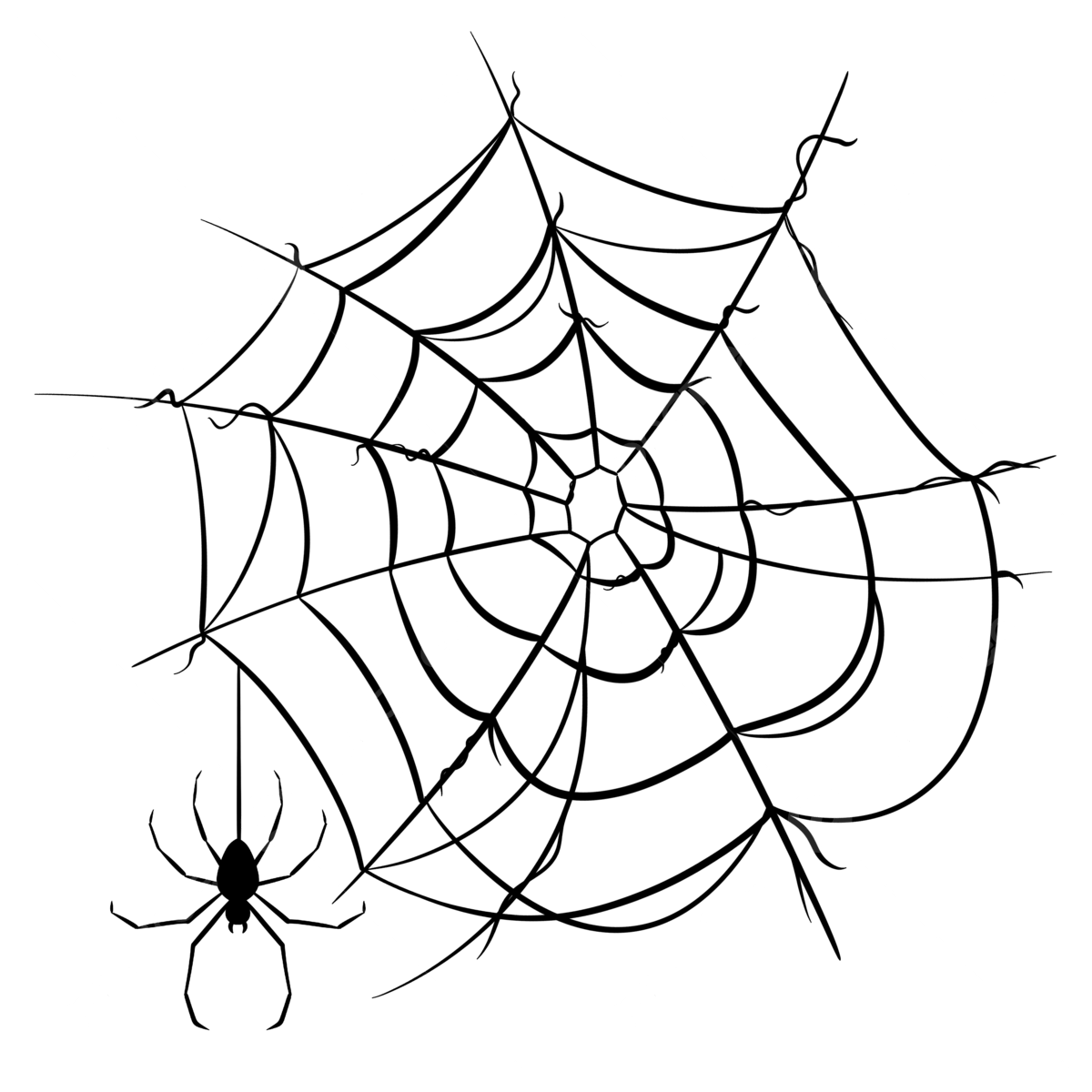 Spider web spider drawing web drawing spider web drawing png transparent clipart image and psd file for free download