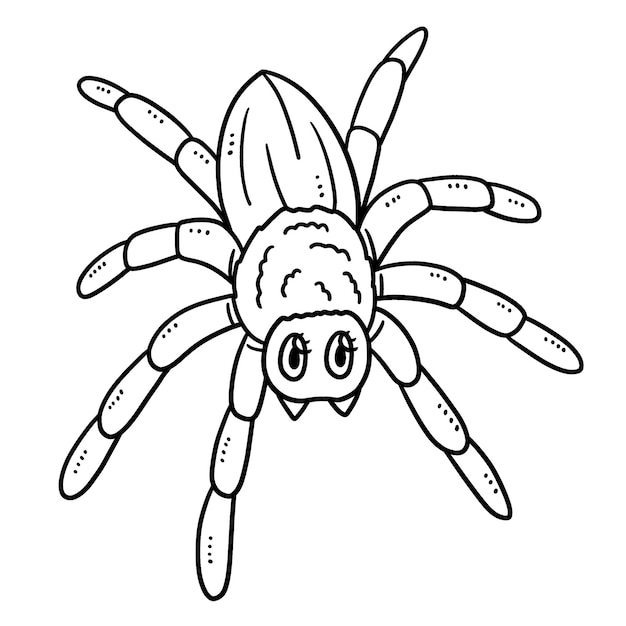 Spider coloring images