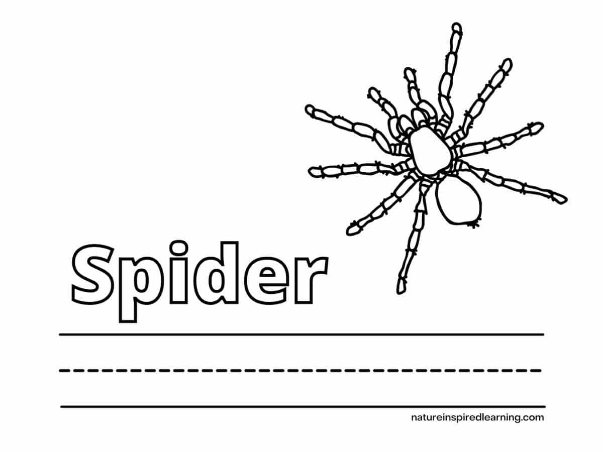 Spider coloring pages