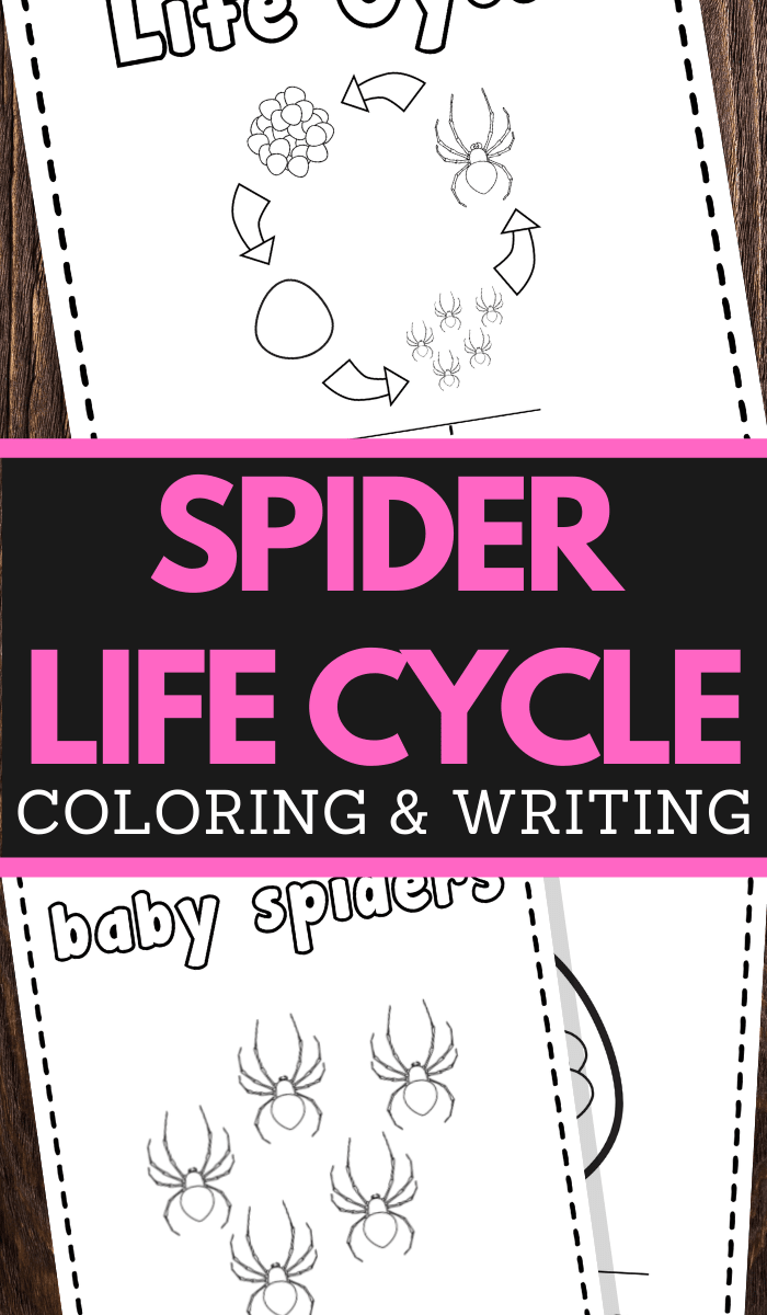 Educational spider life cycle handwriting and coloring pages