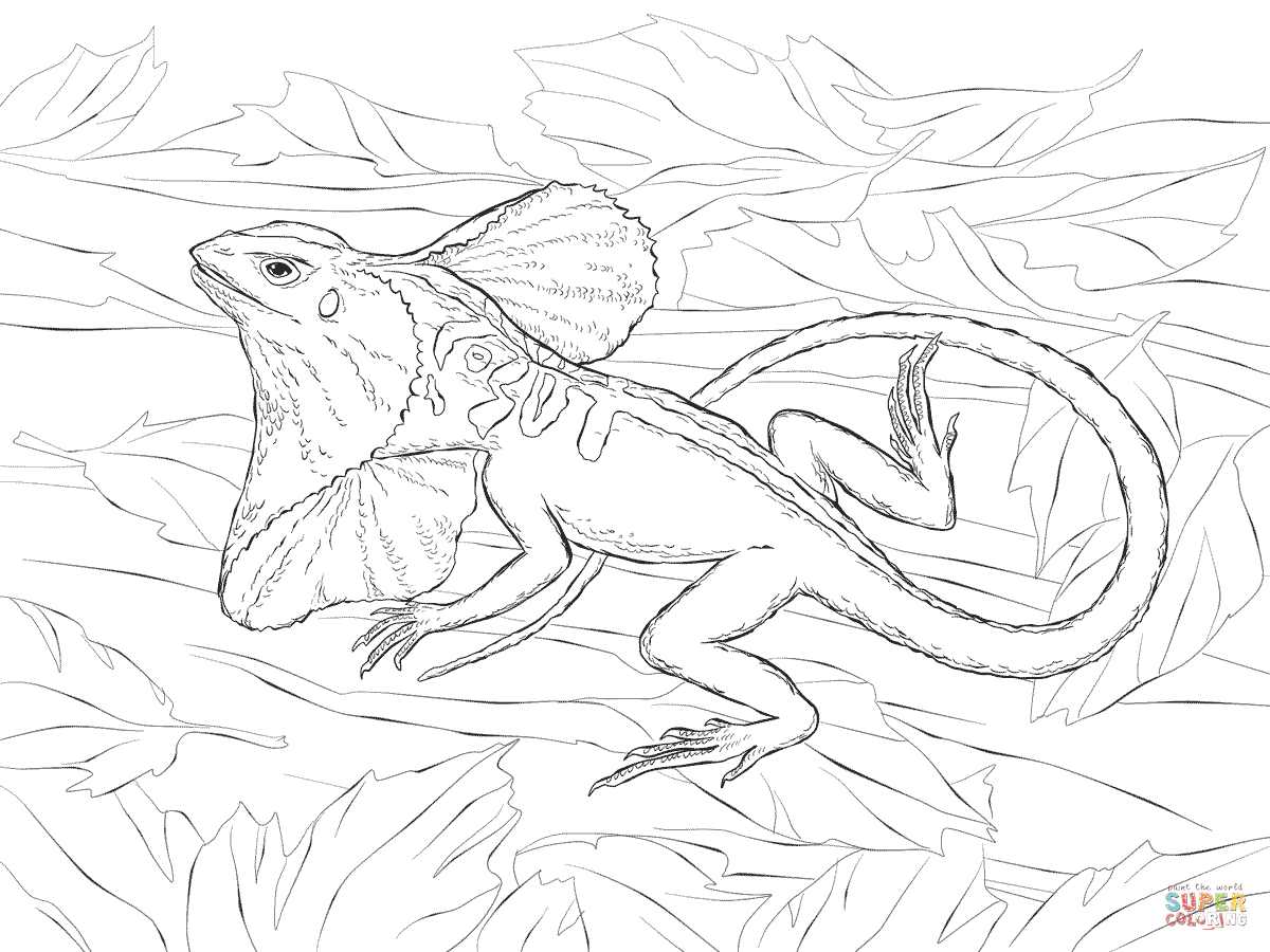 Realistic frill necked lizard coloring page free printable coloring pages