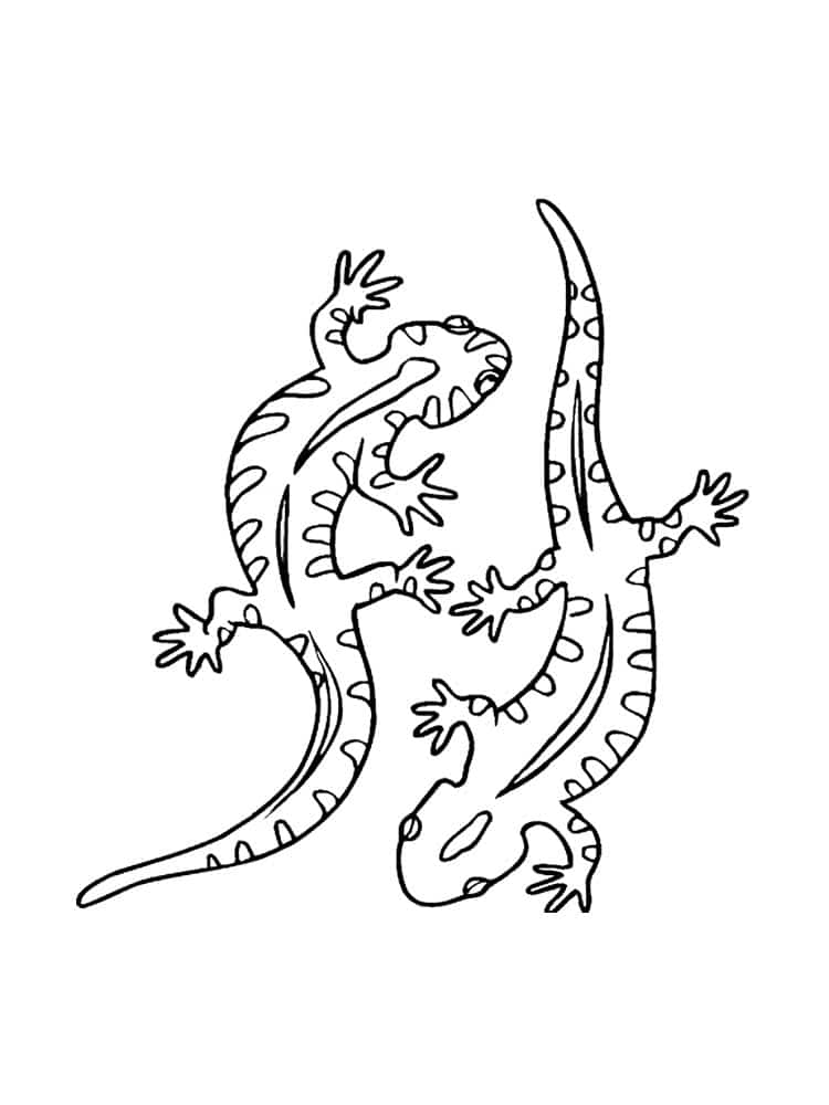 Lizard coloring pages âï free coloring pages