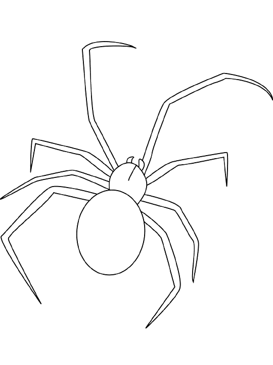 Jumping spider coloring page